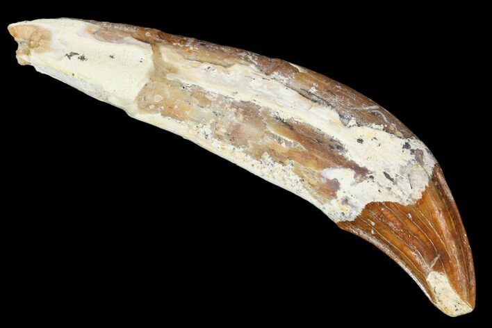 Primitive Whale (Basilosaur) Tooth - Dakhla, Morocco #106323